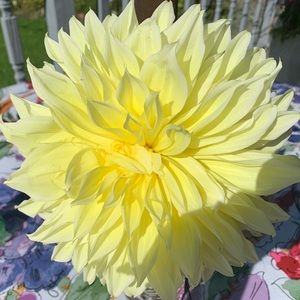 Meet your Posher, Patricia